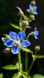 Bourrache : Propriétés, Bienfaits et Utilisations de la Plante Médicinale