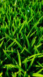 Perfect grass : conseils pour une pelouse parfaite
