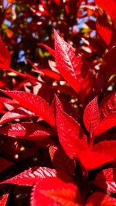 Photinia : conseils et entretien pour un jardin coloré