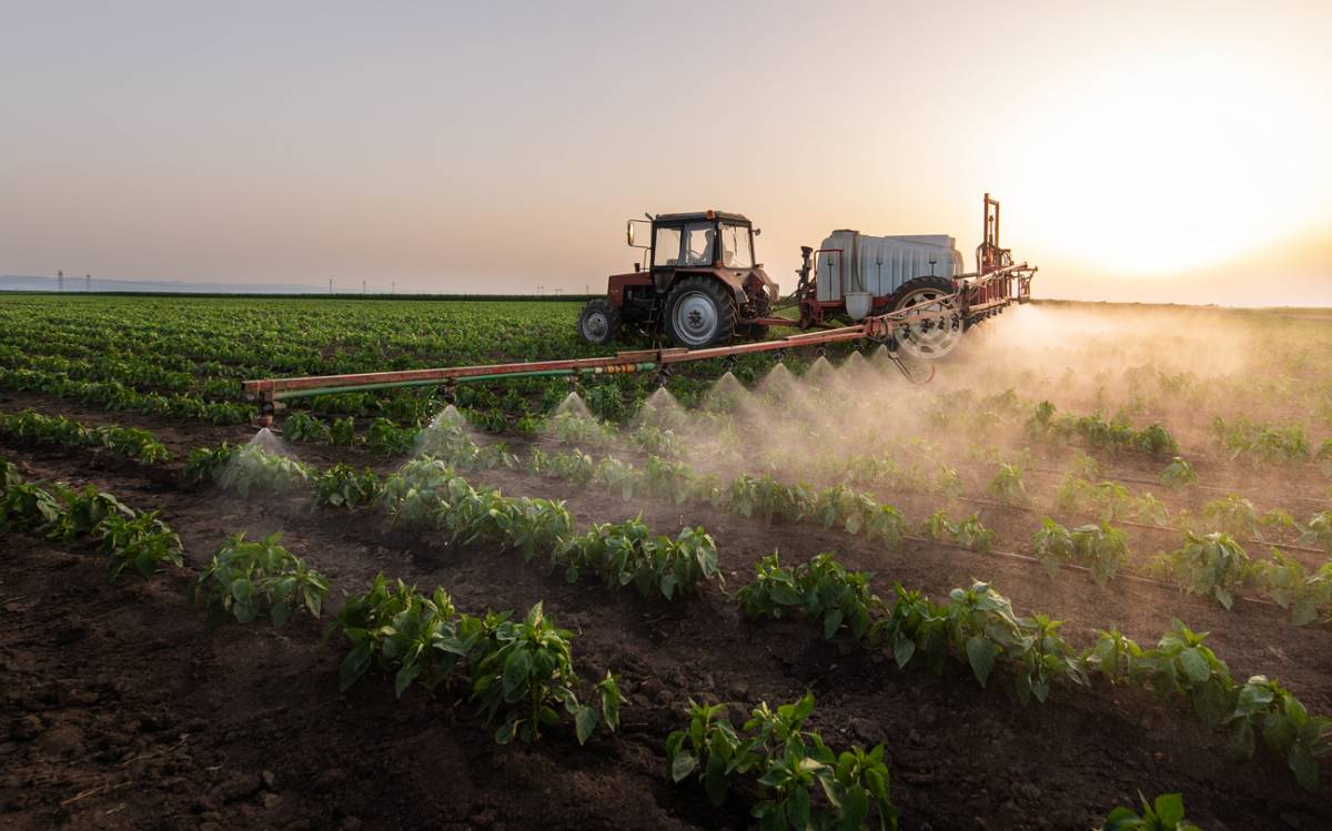 Buse Hardi : une robustesse éprouvée au fil des saisons 1 Buse Hardi