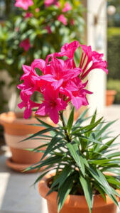 Laurier-rose en pot : guide complet