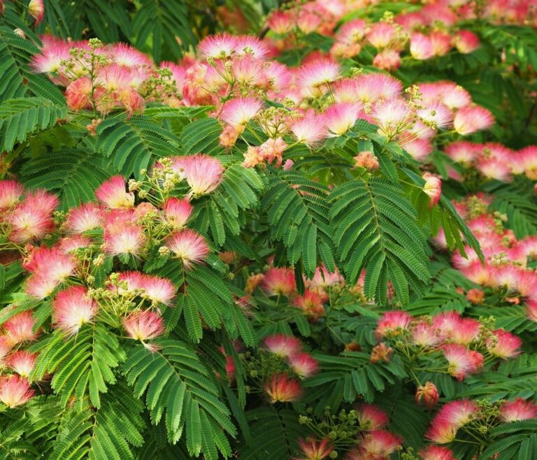 Albizia : 5 idées reçues qui tuent votre arbre 4 Albizia : 5 idées reçues qui tuent votre arbre