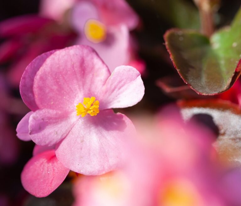 Bégonia : 7 erreurs à éviter une floraison spectaculaire 2 Bégonia : 7 erreurs à éviter une floraison spectaculaire