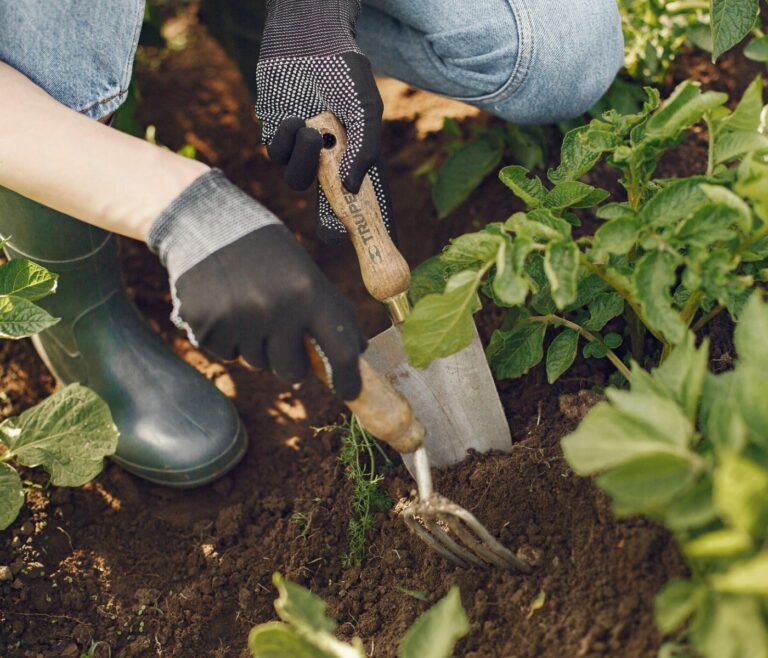 Grelinette : l'outil qui révolutionne votre potager 3 Grelinette : l’outil qui révolutionne votre potager