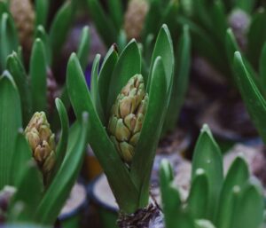 Jacinthe : guide complet plantation et d’entretien