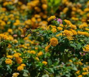 Lantana : plantation, entretien et hivernage faciles